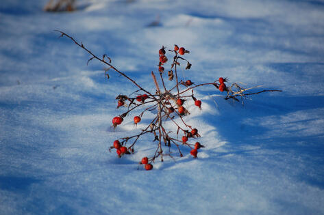 berries